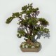 Umetni bonsai Pinija borovec
