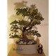 umetni bonsai pinija - okrasni bonsai - bonsai pinija