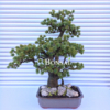 Umetni bonsai borovec pinija - umetni bonsai - okrasni bonsai - bonsai pinja - iglasti bonsai