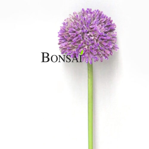 okrasni luk Allium umetno cvetje umetni luk lavanda barva
