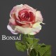 Vrtnica Bogota roza 56 cm - umetno cvetje - okrasno cvetje - umetna vrtnica - roza vrtnica