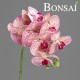 Orhideja veja 72 cm rumeno-roza barve (nature edition)