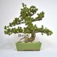 Umetni bonsai Pinus - umetni bonsaji iglavci - okrasni bonsai
