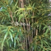 umetni bambus - umetno drevo 210cm BONSAI