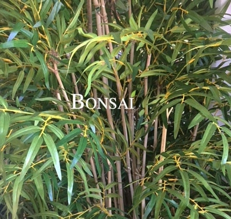 umetni bambus - umetno drevo 210cm BONSAI
