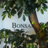 umetni bonsai - umjetni bonsai - artificial bonsai tree handmade
