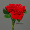 Rdeča vrtnica šop umetne vrtnice rdeče 56 cm - umetno cvetje svileno cvetje - okrasno cvetje - rdeče vrtnice - umetne vrtnice