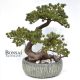 Umetni bonsai Pinija Japan - okrasni bonsai - bonsai Pinja