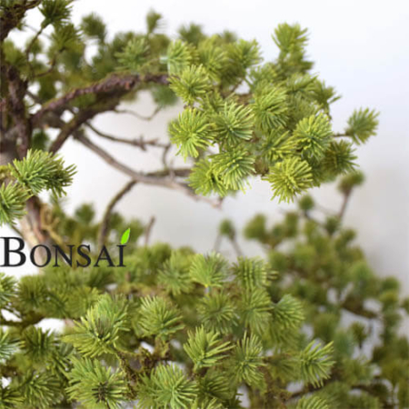 Umetni bonsai pinija Mamut