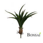 Slonova noga 38 cm | umetna palma Beaucarnea