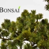 umetni bonsai pinija Handmade zoom artificial bonsai tree