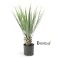 Juka Yucca rostrata 52 cm v lončku - okrasna Juka - Yucca - umetna rastlina