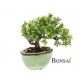 umetni bonsai v glazirani posodi 20 cm Ficus - okrasni bonsai - umetni bonsai - mini bonsai