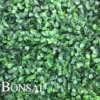 zelene stene - green wall pušpan buxus bux