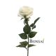 Umetna vrtnica krem 65 cm - umetno cvetje - umetna vrtnica - bela vrtnica - okrasna vrtnica