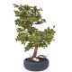 Umetni bonsai pinija Mamut iglavec - umetni bonsai - bonsai iglavec - okrasni bonsai