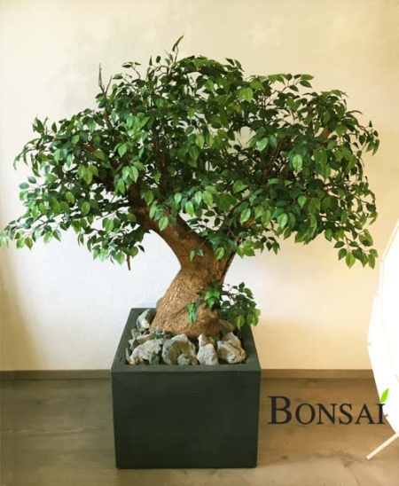 Ficus bonsai 145