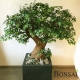 Ficus bonsai 145