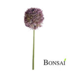 Alium 63 cm vijolične barve