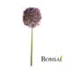 Alium 63 cm vijolične barve