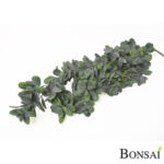 Tolstica viseča plezalka 80 cm