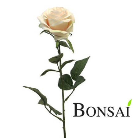 Vrtnica belo svetlo roza 63 cm