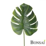 Monstera list 70