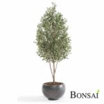 Umetna oljka 170 cm - okrasna oljka - umetna oljka - oljka drevo