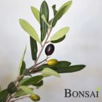 Umetna oljka 105 nature edition