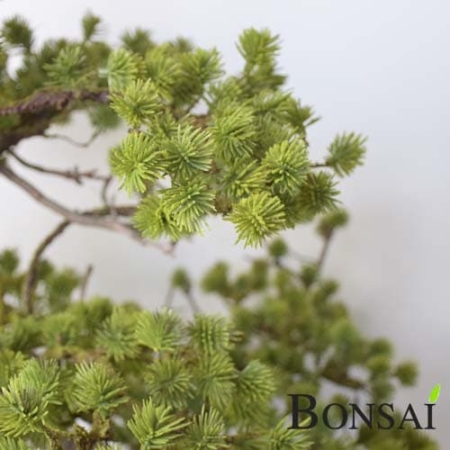 Umetni bonsai Pinus 50 cm - bonsaji iglavci