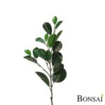 Fikus Microcarpa veja 56