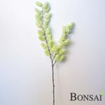 Islandski hmelj veja 70 cm