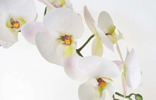 Orhideja bela RT