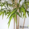 Bambus Panda 240 cm