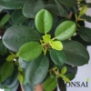 Fikus Panda bonsai 70cm - Ficus Botanika AKCIJA
