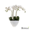 Orhideja 50 cm v beli vazi