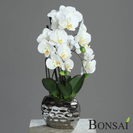 Orhideja bela-krem 50cm v srebrni vazi