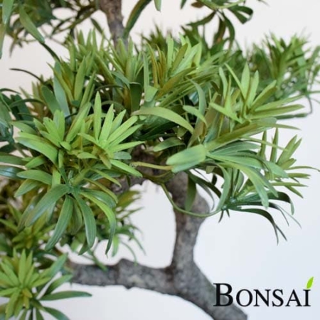 Bonsai 55 cm v keramični rjavi posod