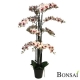 Orhideja belo- roza aranžma RT 140 cm