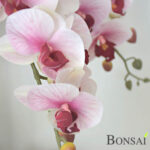 Orhideja roza aranžma RT cm