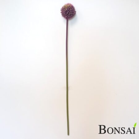 Okrasna čebula Alium roza 60