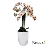 Orhideja belo- roza aranžma RT 110 cm