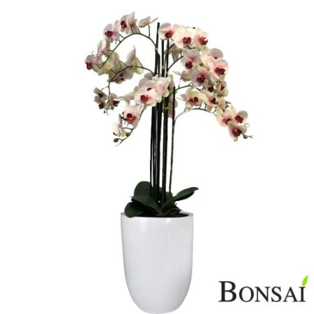 Orhideja belo- roza aranžma RT 110 cm
