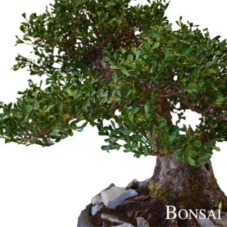 Bonsai ROME 65 cm