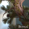 Bonsai 135 cm v posodi