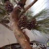 Ročno oblikovan Bonsai 188 cm