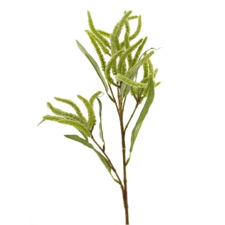 Amarant zelen 65cm