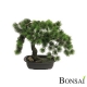 Umetni bonsai iglavec 44cm