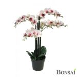 Orhideja 60 cm x5 Belo- roza
