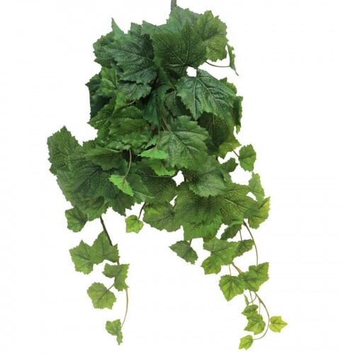 Plezalka vinska trta 60 cm